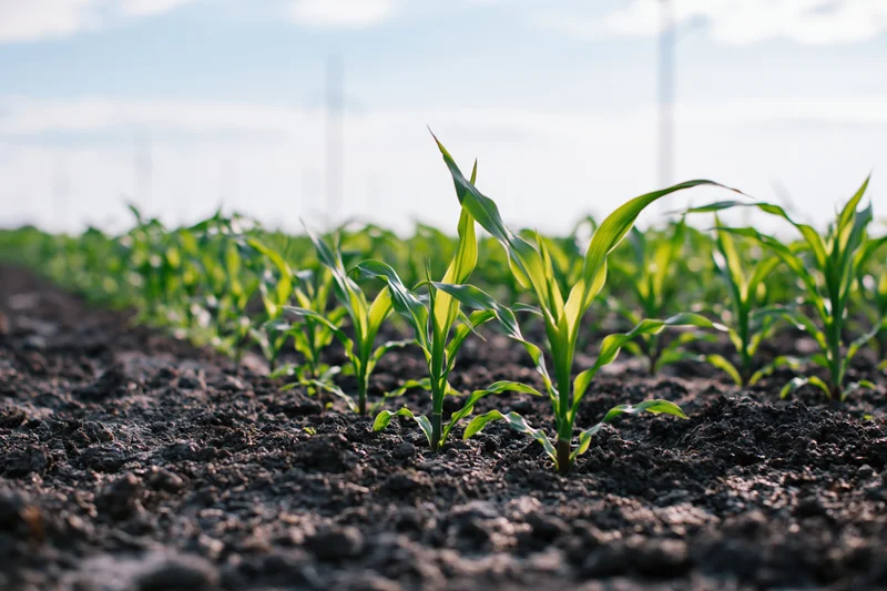 Young corn seedlings emerging from dark rich soil in neat rows across a farm field
