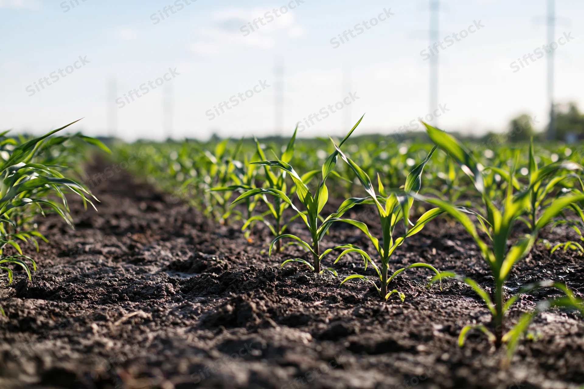 Young corn seedlings growing in rows on dark soil in a farm field