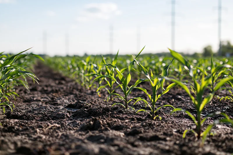 Young corn seedlings growing in rows on dark soil in a farm field