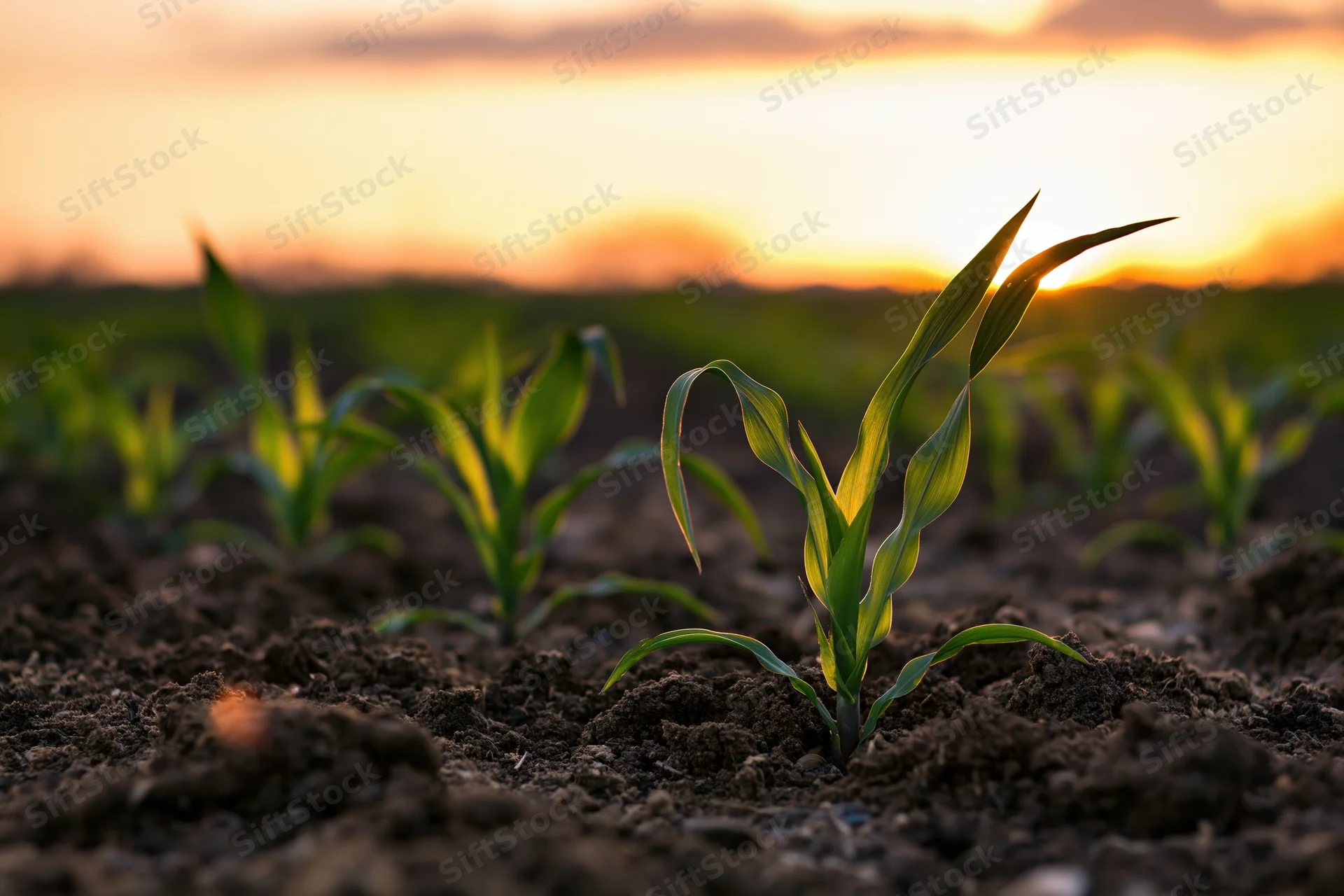 Young corn seedlings emerging from dark tilled soil in a field at sunset