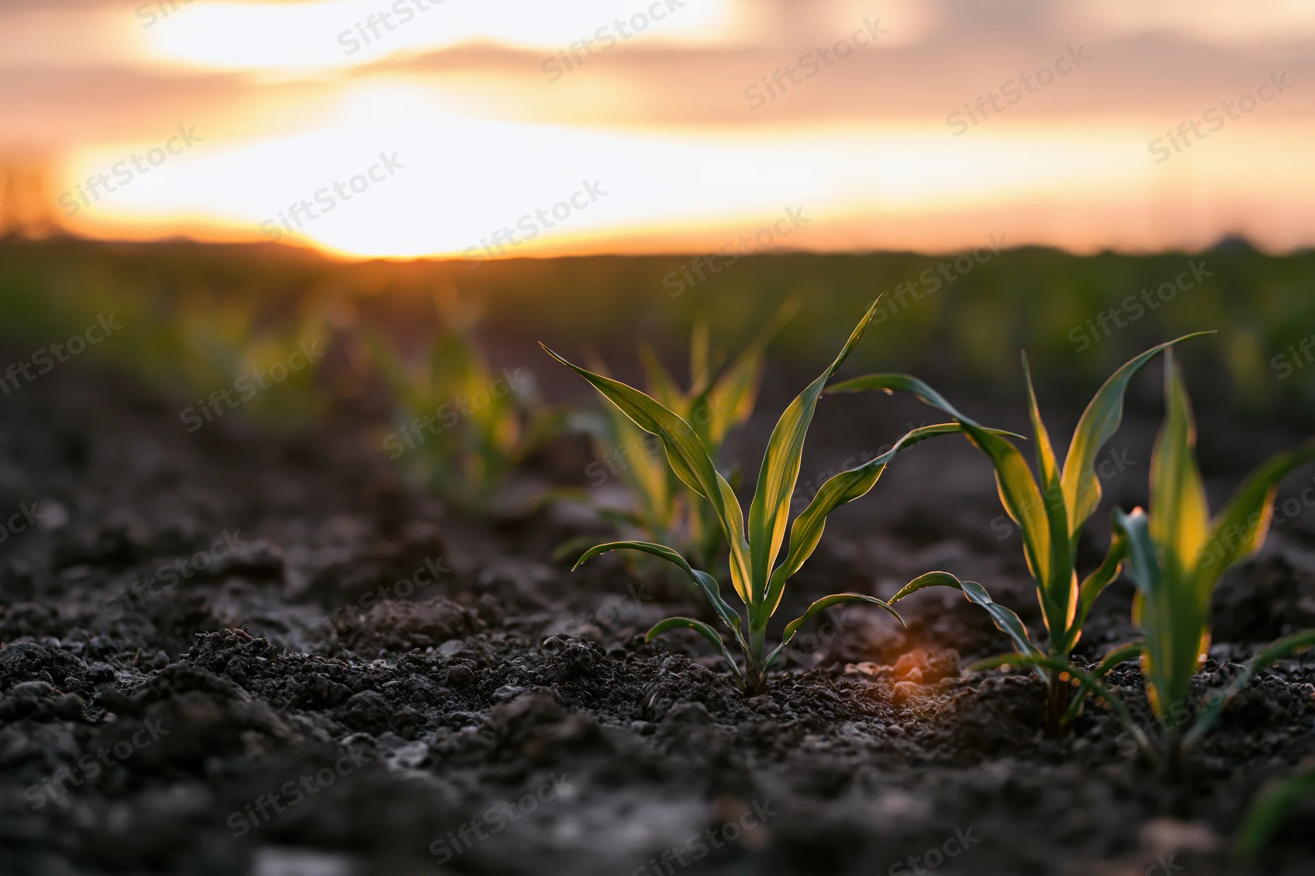 Young corn seedlings emerging from dark tilled soil in a field at sunrise