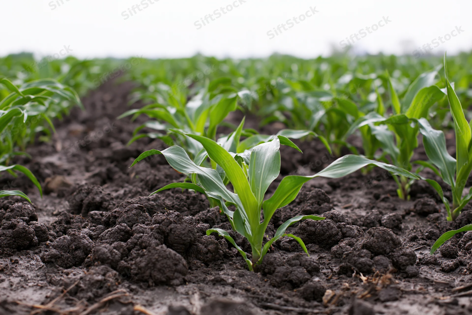 Young corn seedlings growing in neat rows in dark tilled soil on a farm field