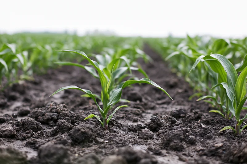 Young corn seedlings emerging from dark tilled soil in neat rows across a farm field