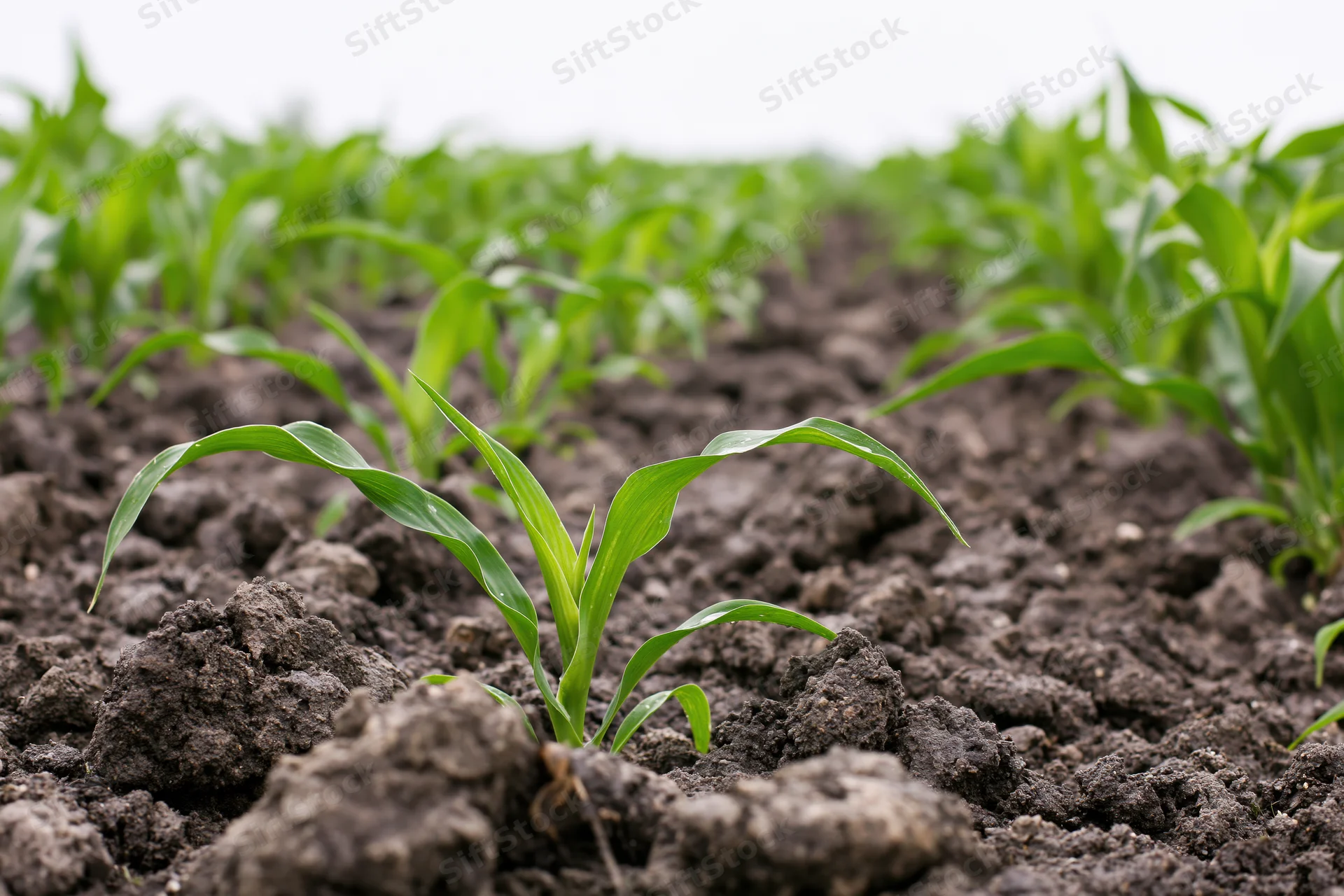 Young corn seedlings emerging from dark tilled soil in a field