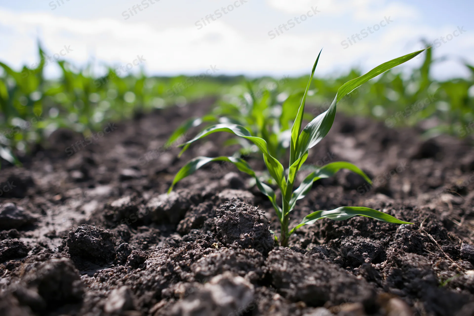 Young corn seedlings emerging from dark tilled soil in a field