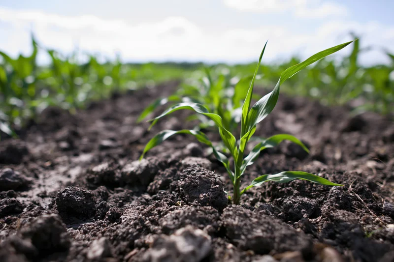 Young corn seedlings emerging from dark tilled soil in a field