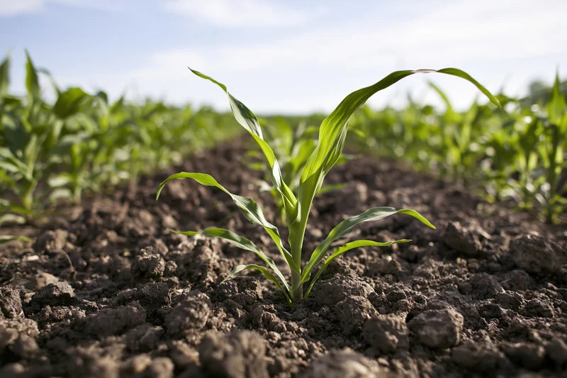 Young corn seedlings emerging from dark tilled soil in a cultivated field
