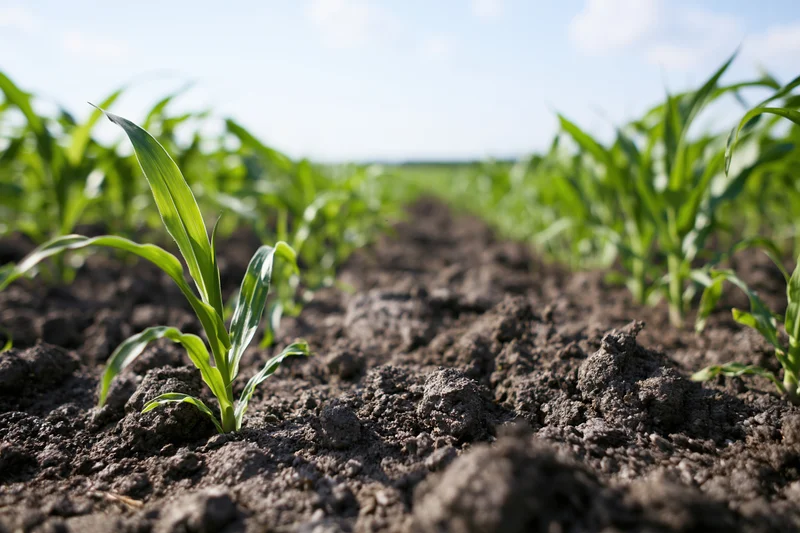 Young corn seedlings emerging from dark tilled soil in a field row