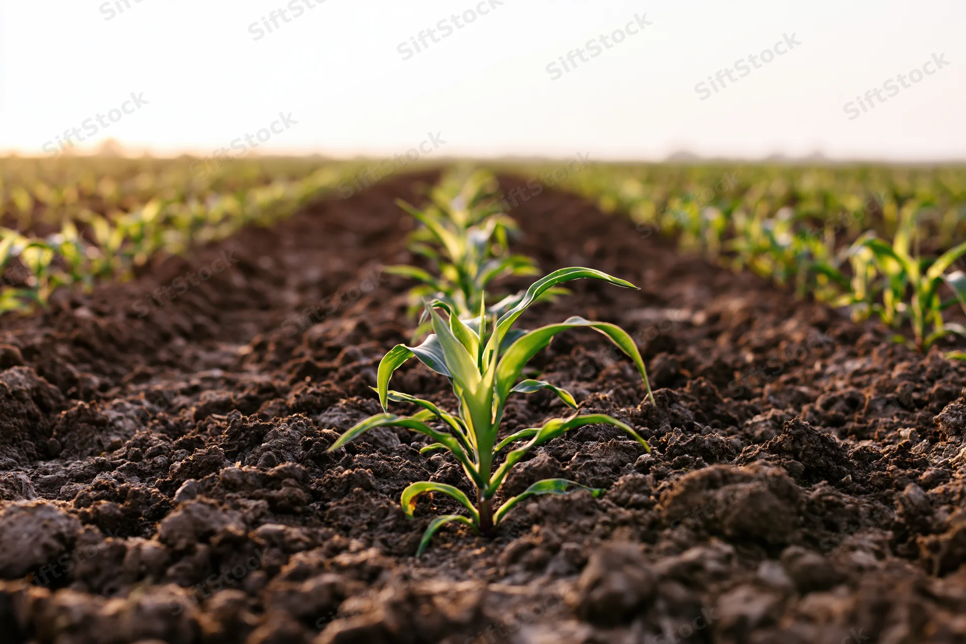 Young corn seedlings emerging in neat rows from dark tilled soil in a farm field