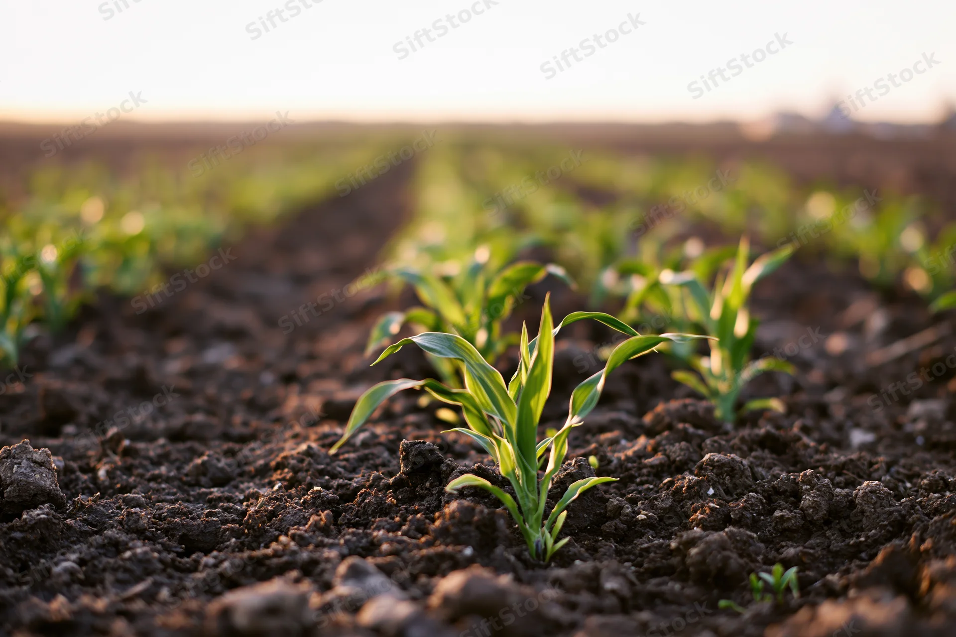 Young corn seedlings growing in neat rows across a tilled field