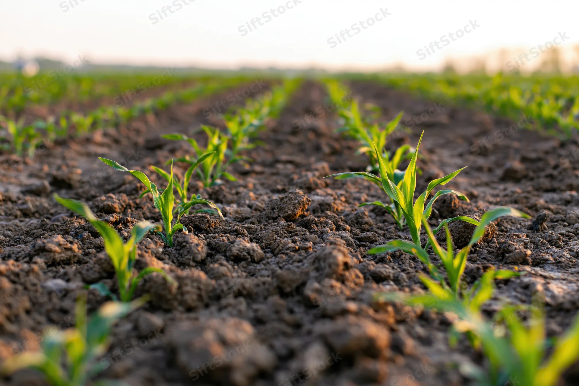 Young corn seedlings emerging in neat rows from dark tilled soil in a field