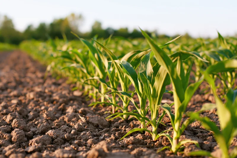 Young corn seedlings growing in neat rows across a tilled field