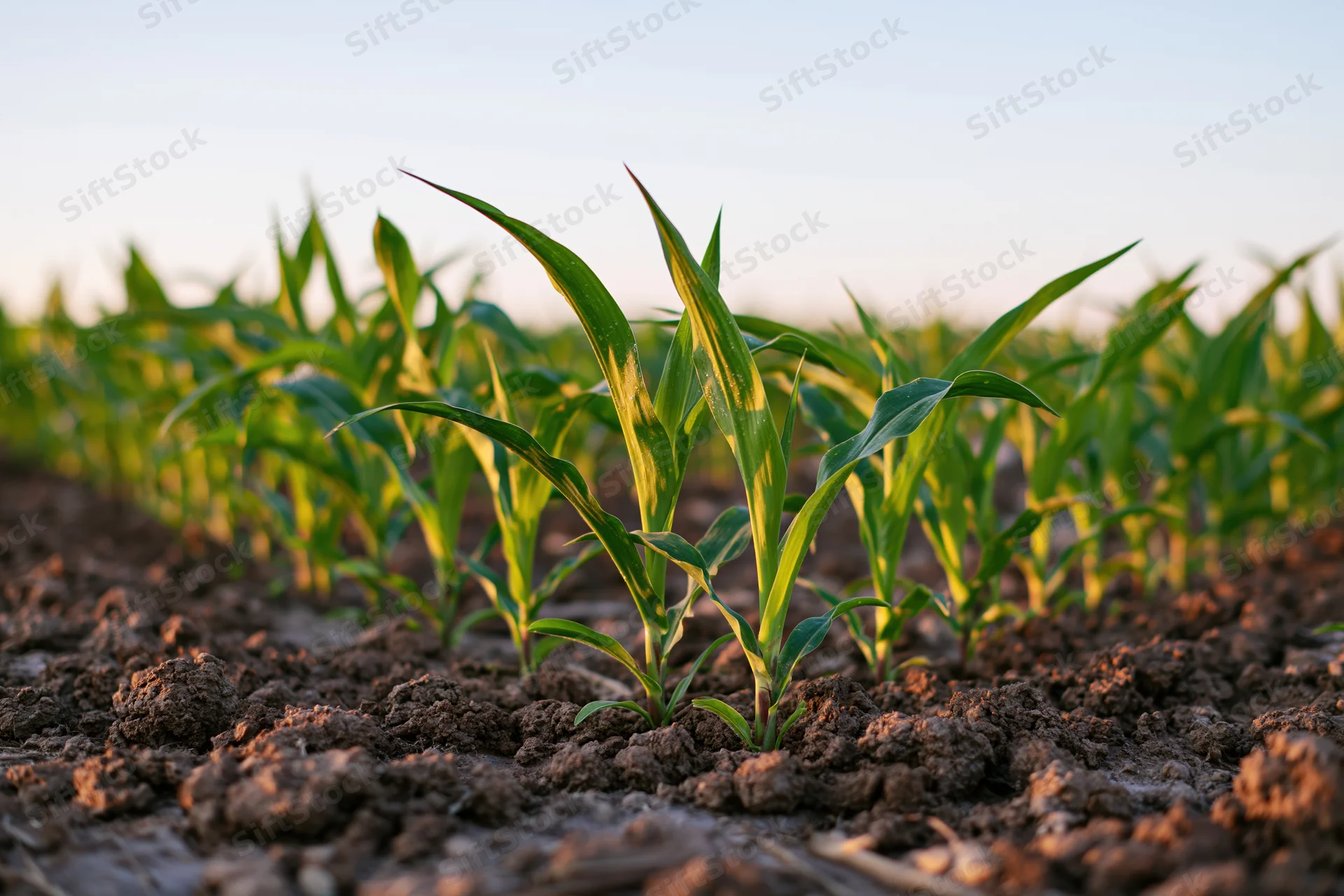 Young corn seedlings growing in rows across a tilled farm field