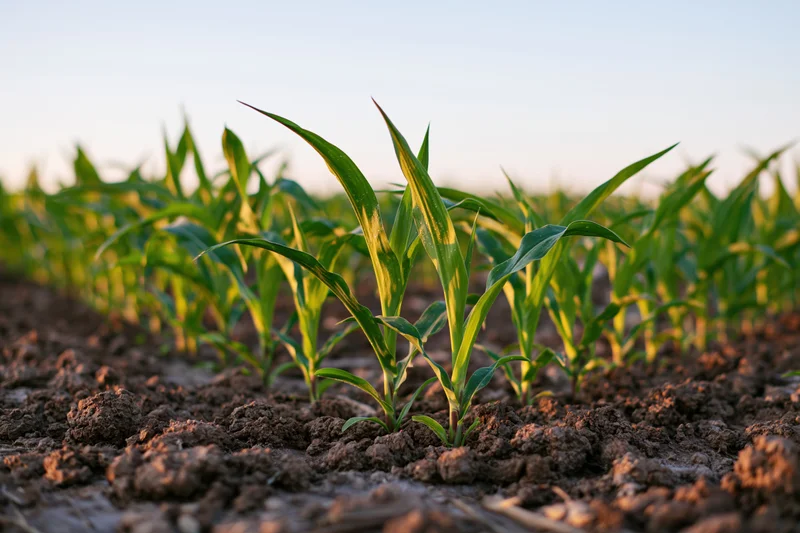Young corn seedlings growing in rows across a tilled farm field
