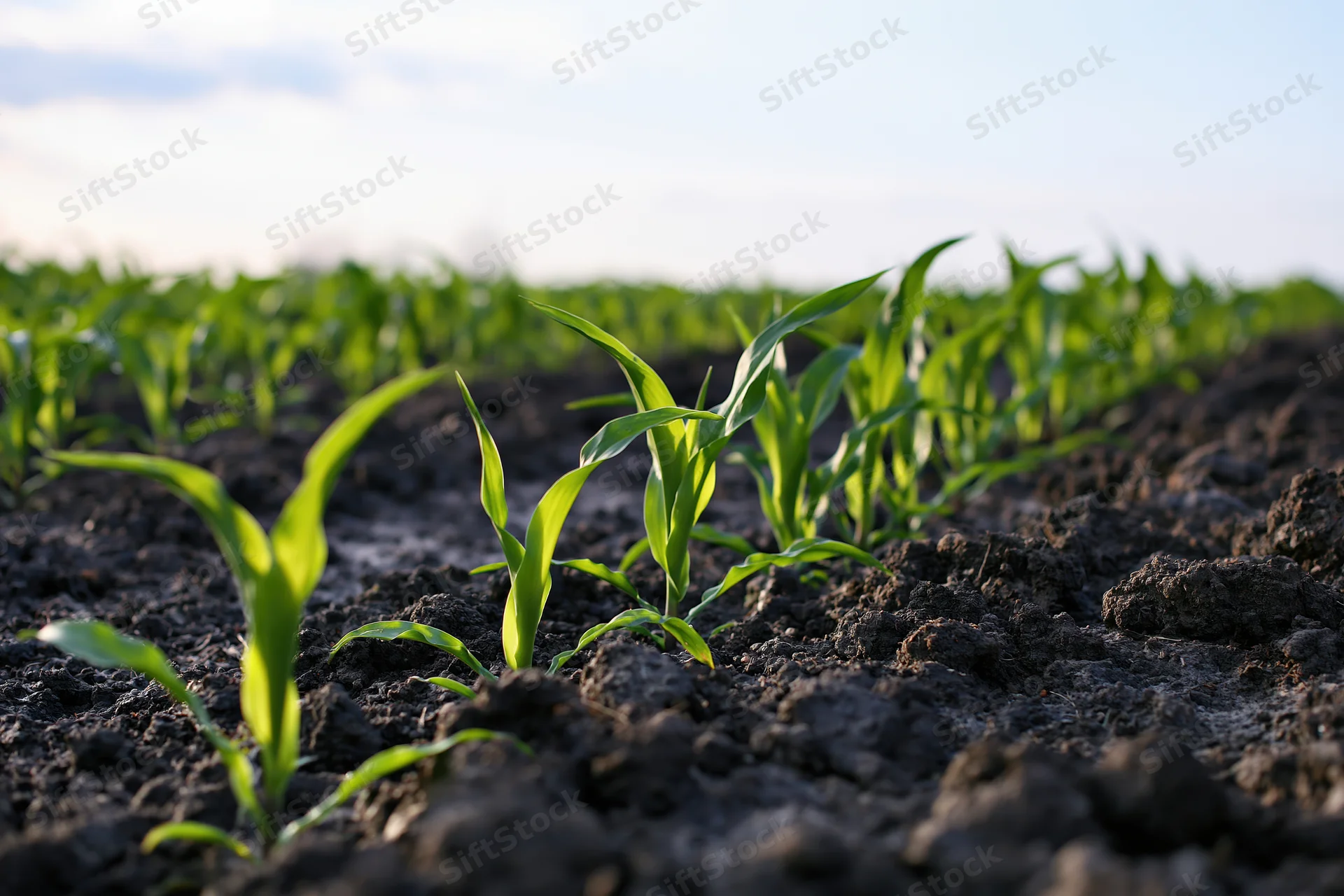 Young corn seedlings sprouting from dark moist soil in a cultivated field