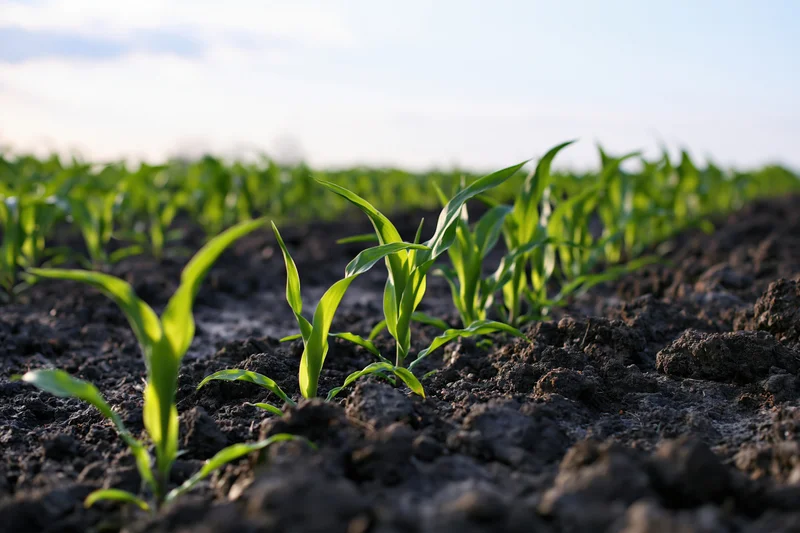 Young corn seedlings sprouting from dark moist soil in a cultivated field