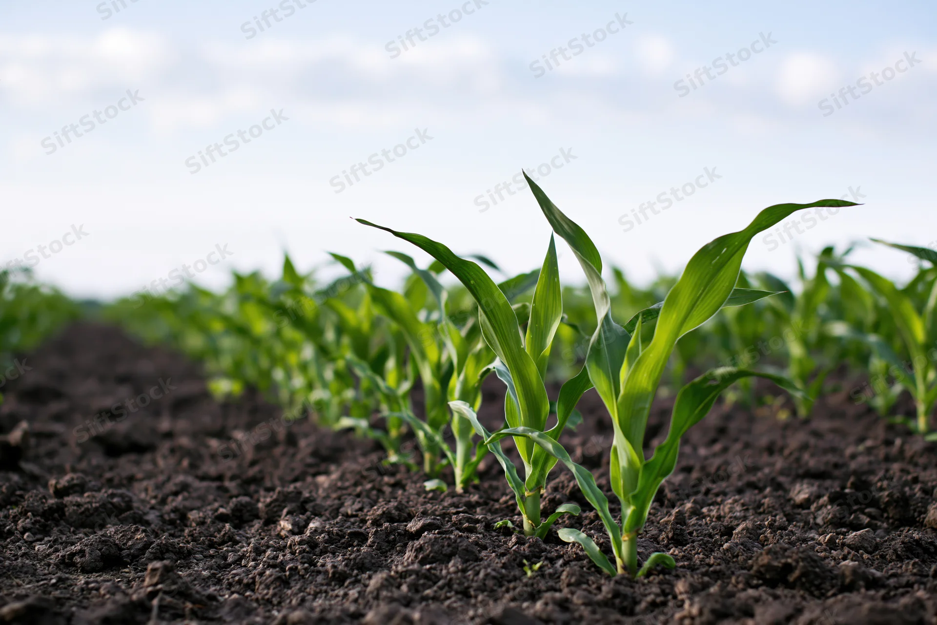 Young corn seedlings sprouting in rows from dark moist soil in a farm field