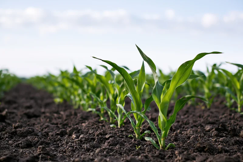 Young corn seedlings sprouting in rows from dark moist soil in a farm field