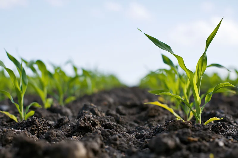 Young corn seedlings sprouting from dark moist soil in a field
