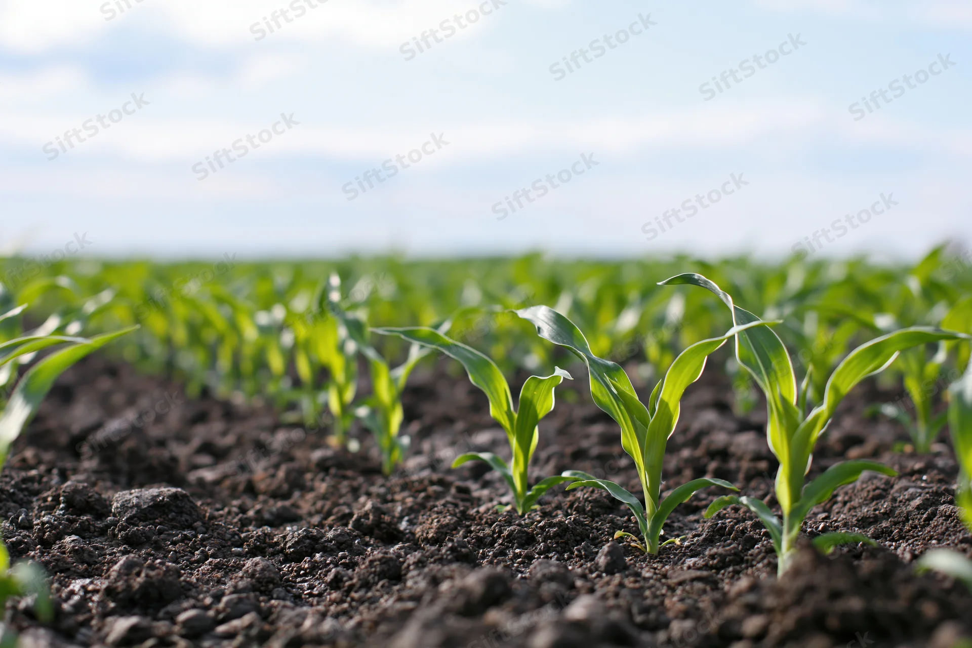Young corn seedlings sprouting in rows across dark moist soil in a farm field