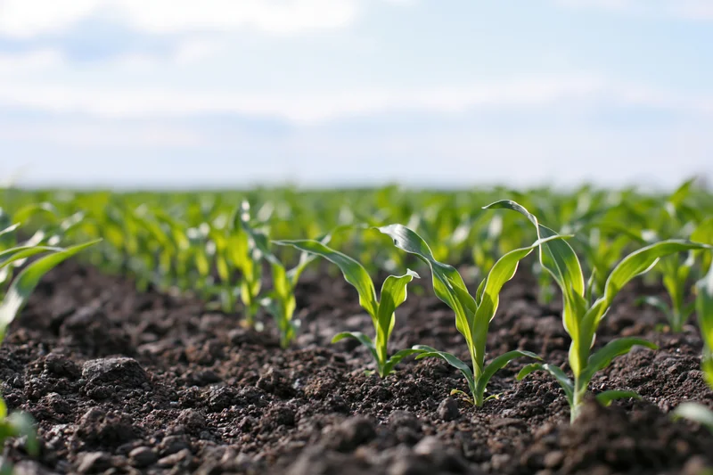 Young corn seedlings sprouting in rows across dark moist soil in a farm field