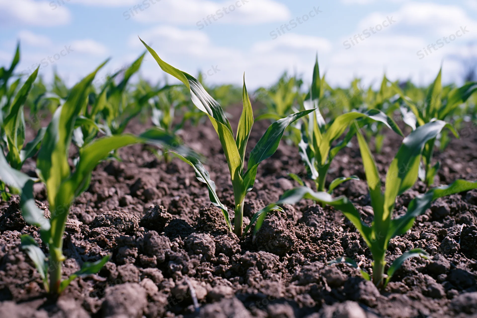 Young corn seedlings sprouting in rows from dark clumped soil in a cultivated field
