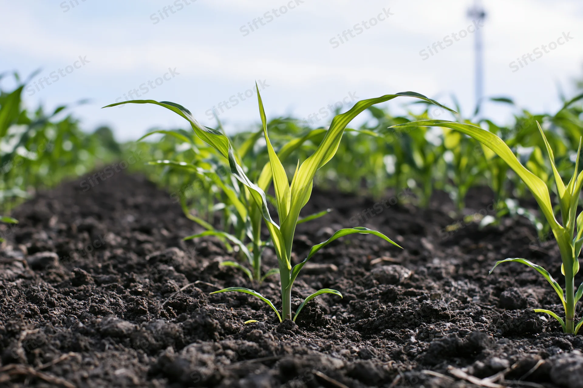 Young corn seedlings sprouting in rows from dark rich soil in a farm field