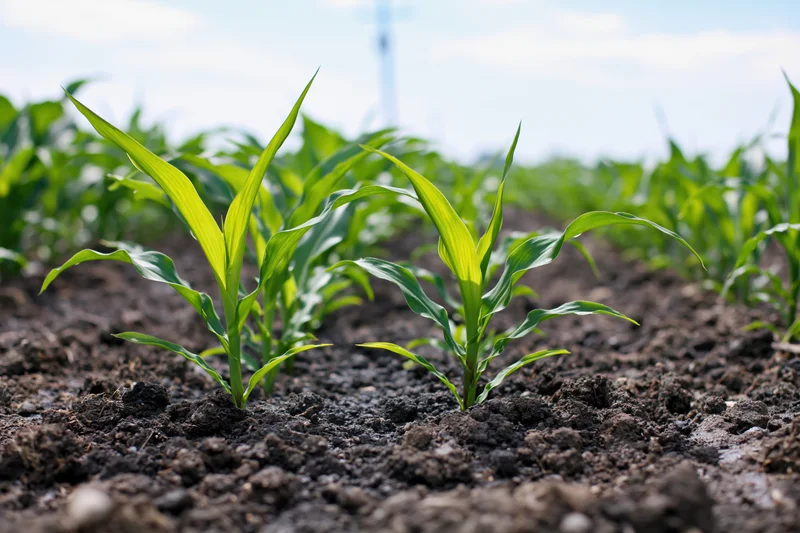Young corn seedlings sprouting in rows from dark rich soil in a cultivated field