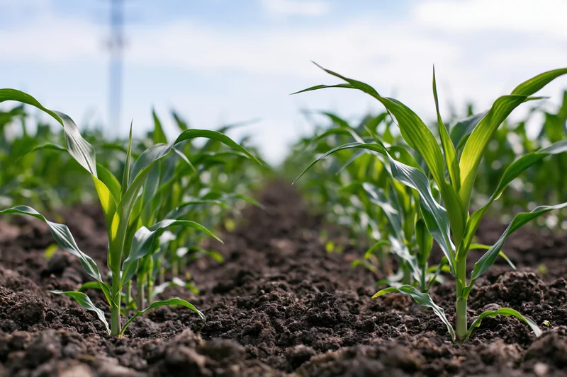 Young corn seedlings growing in rows in dark rich soil