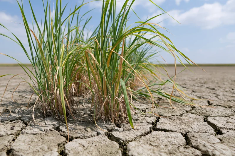 Young green crop plants growing from severely cracked dry earth in a barren field under a blue sky with scattered clouds