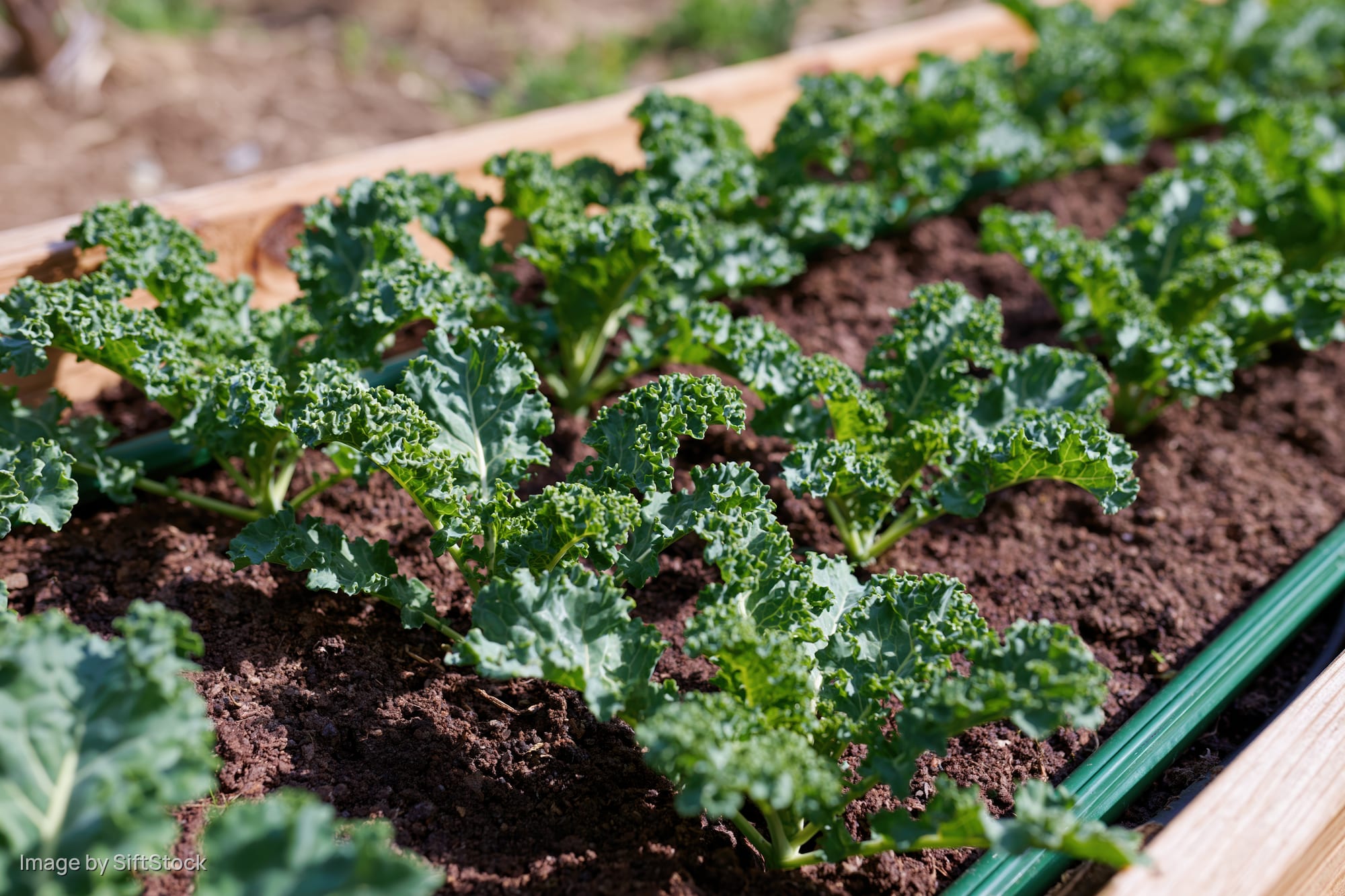 Young kale plants growing in rows in a raised wooden garden bed