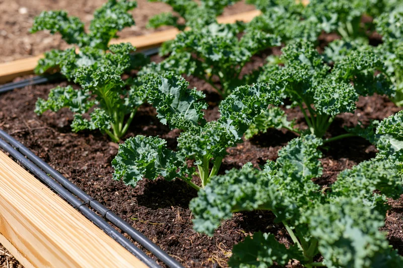 Young kale plants growing in rows in a raised wooden garden bed with drip irrigation