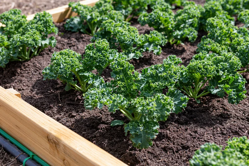 Young kale plants growing in rows in a raised wooden garden bed