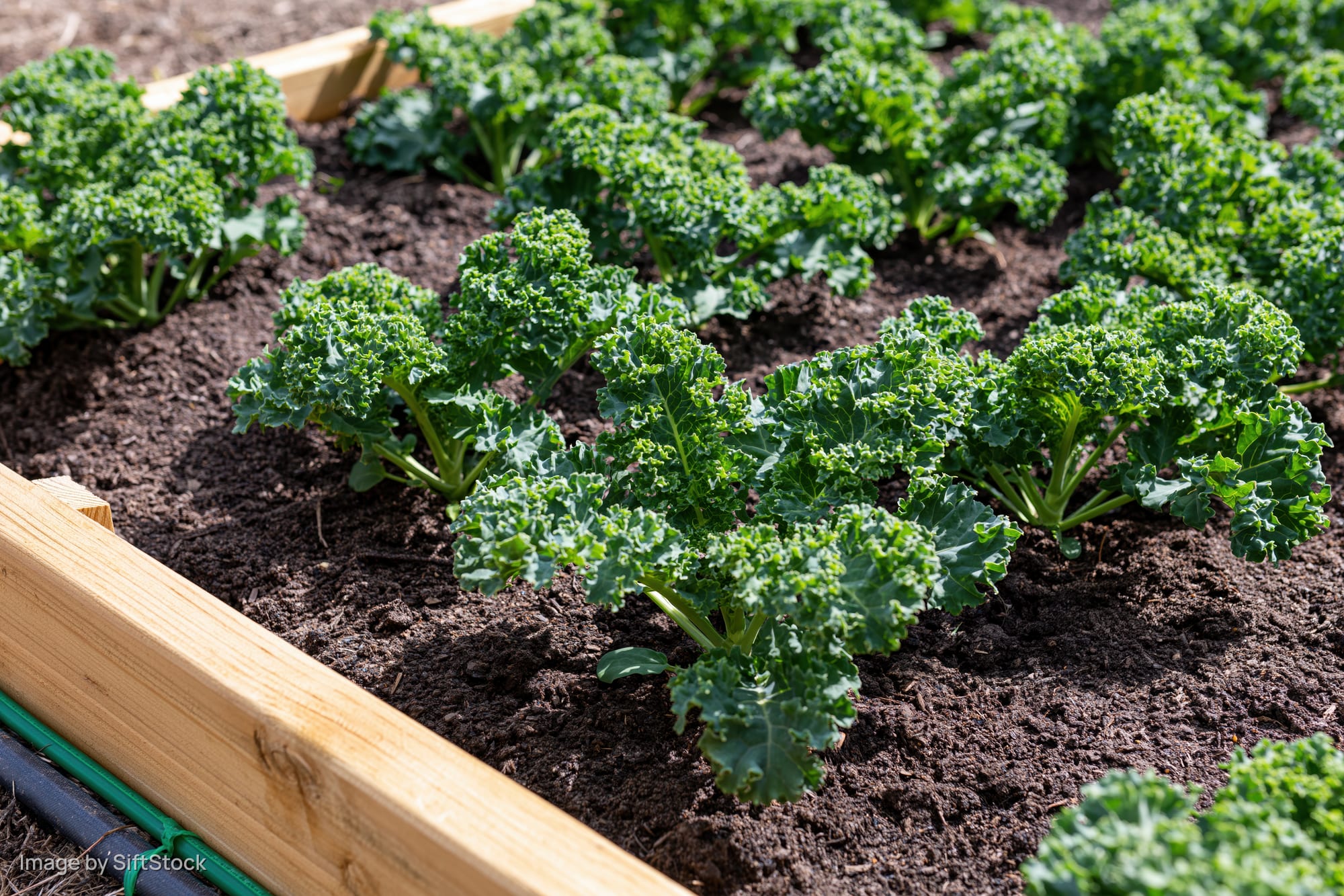 Young kale plants growing in rows in a raised wooden garden bed