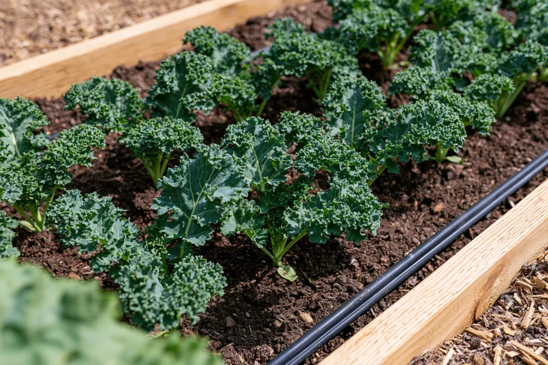 Young kale plants growing in rows in a raised wooden garden bed with drip irrigation
