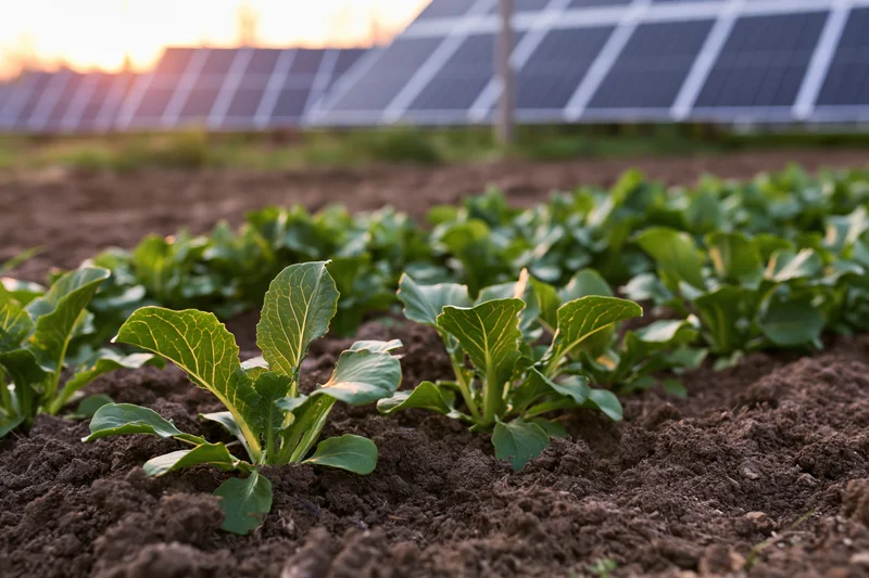Young leafy vegetable seedlings growing in rows in dark brown soil with solar panels in the background