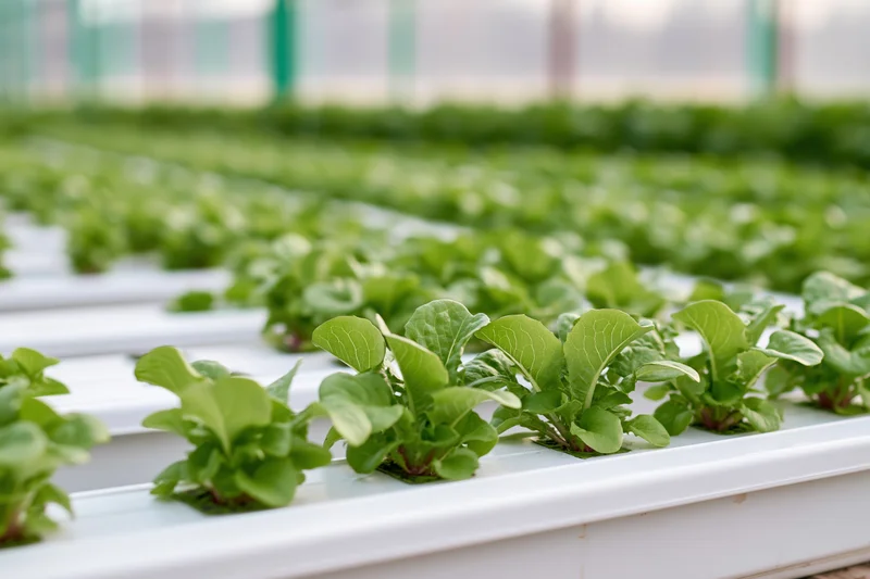 Young lettuce seedlings growing in white hydroponic channels inside a greenhouse