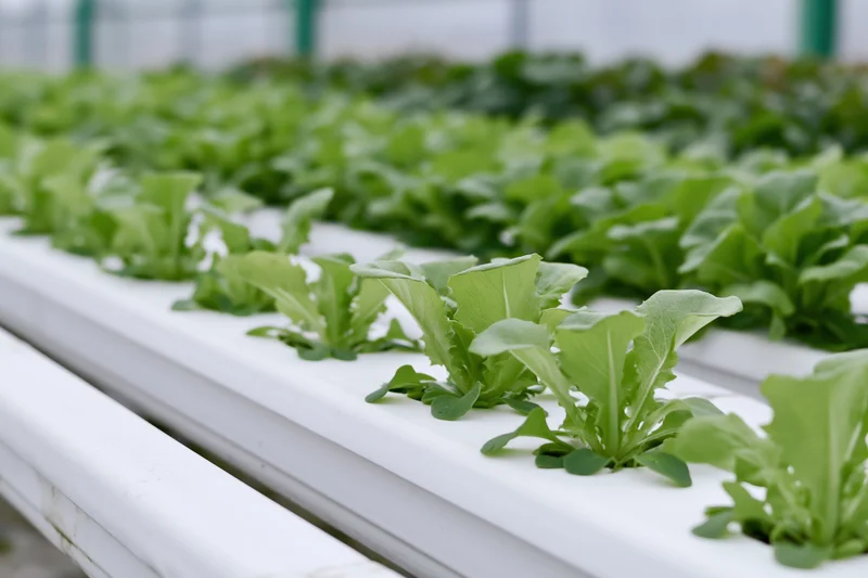 Young lettuce seedlings growing in white hydroponic channels inside a greenhouse