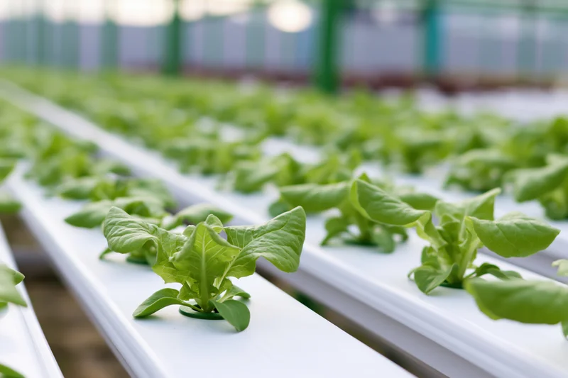 Young lettuce seedlings growing in white hydroponic channels inside a greenhouse