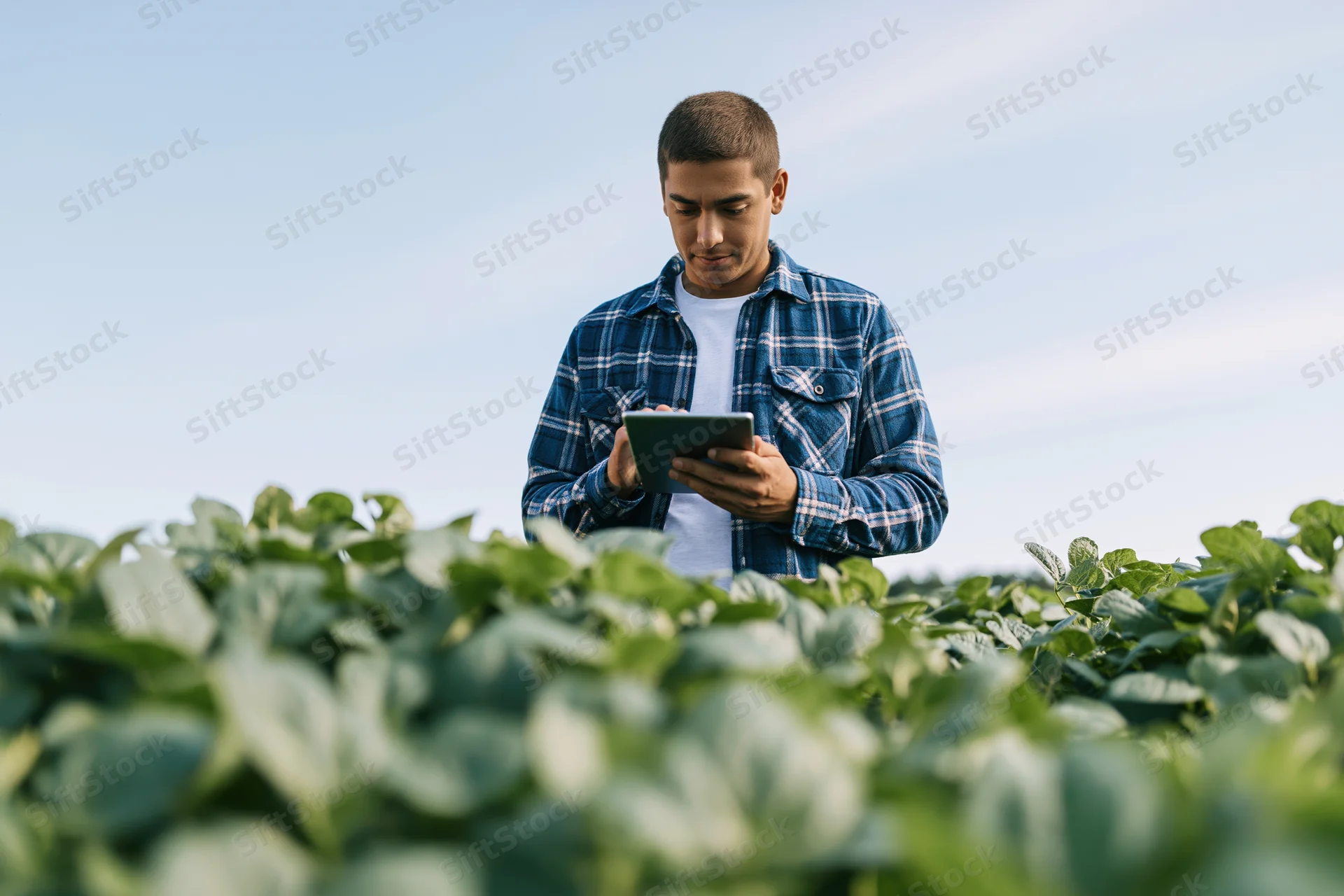 Young male farmer inspecting crops with tablet in field
