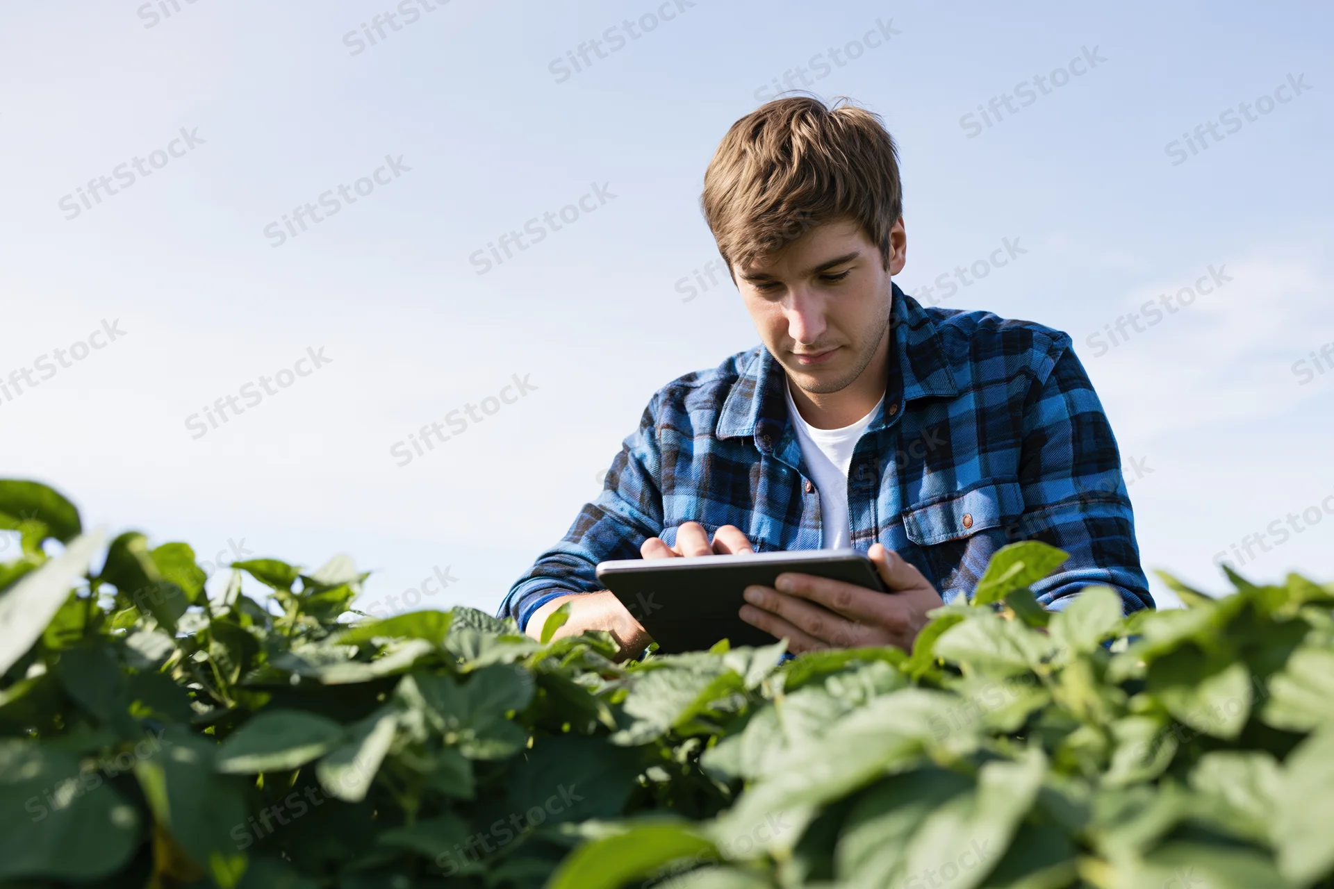Young male farmer using tablet to inspect crops in a green field