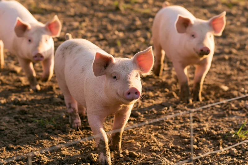 Young pink piglets walking in a muddy outdoor pen with wire fencing