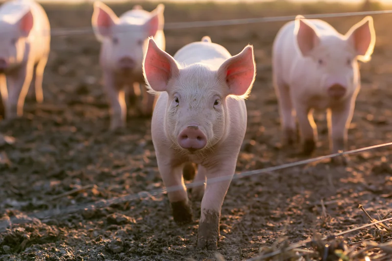 Young pink piglets walking in a muddy outdoor pen enclosed by wire fencing