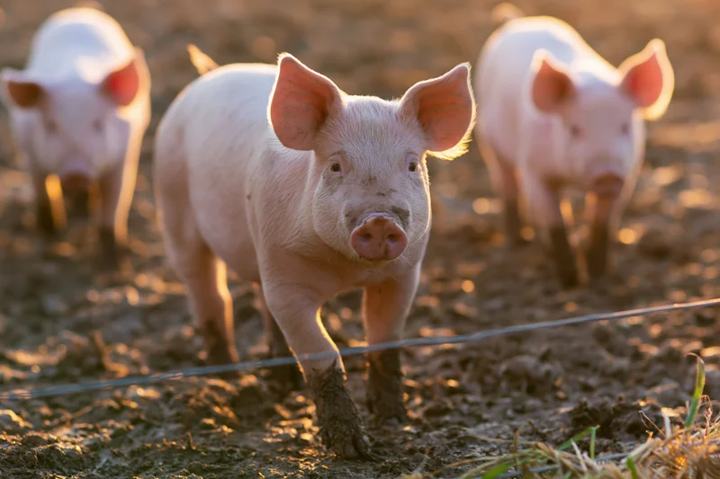 Young pink piglets walking in a muddy outdoor pen on a farm