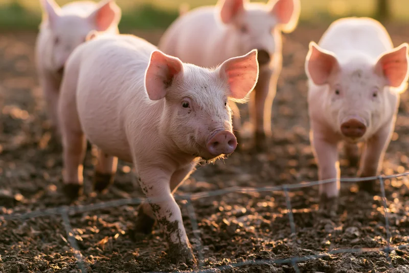 Young pink piglets walking in a muddy outdoor pen enclosed by wire fencing
