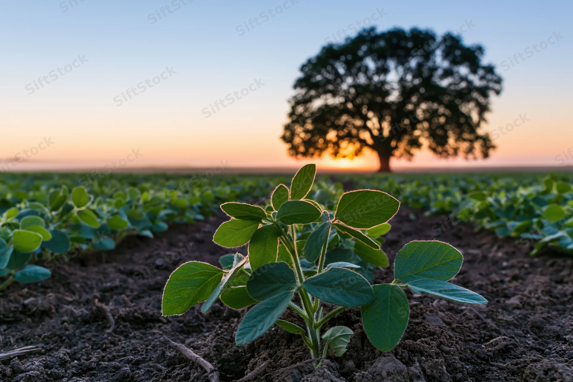 Young soybean seedlings growing in rows across a flat agricultural field at sunset with a solitary tree on the horizon