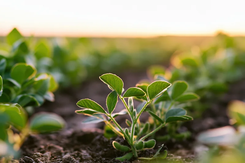 Young soybean seedlings growing in rows in a farm field