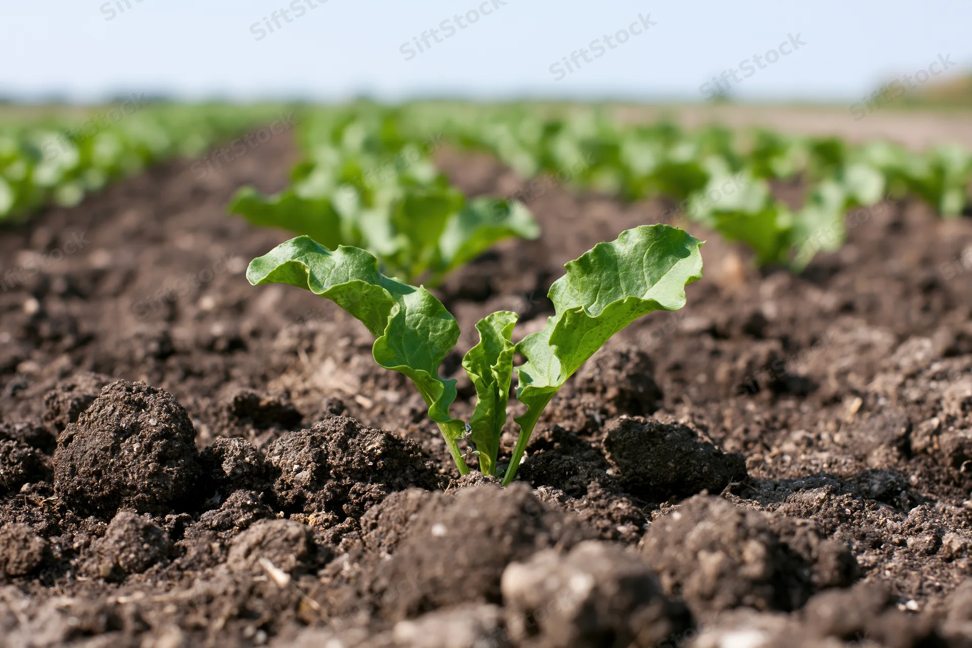 Young sugar beet seedling emerging from dark tilled soil in a cultivated field row