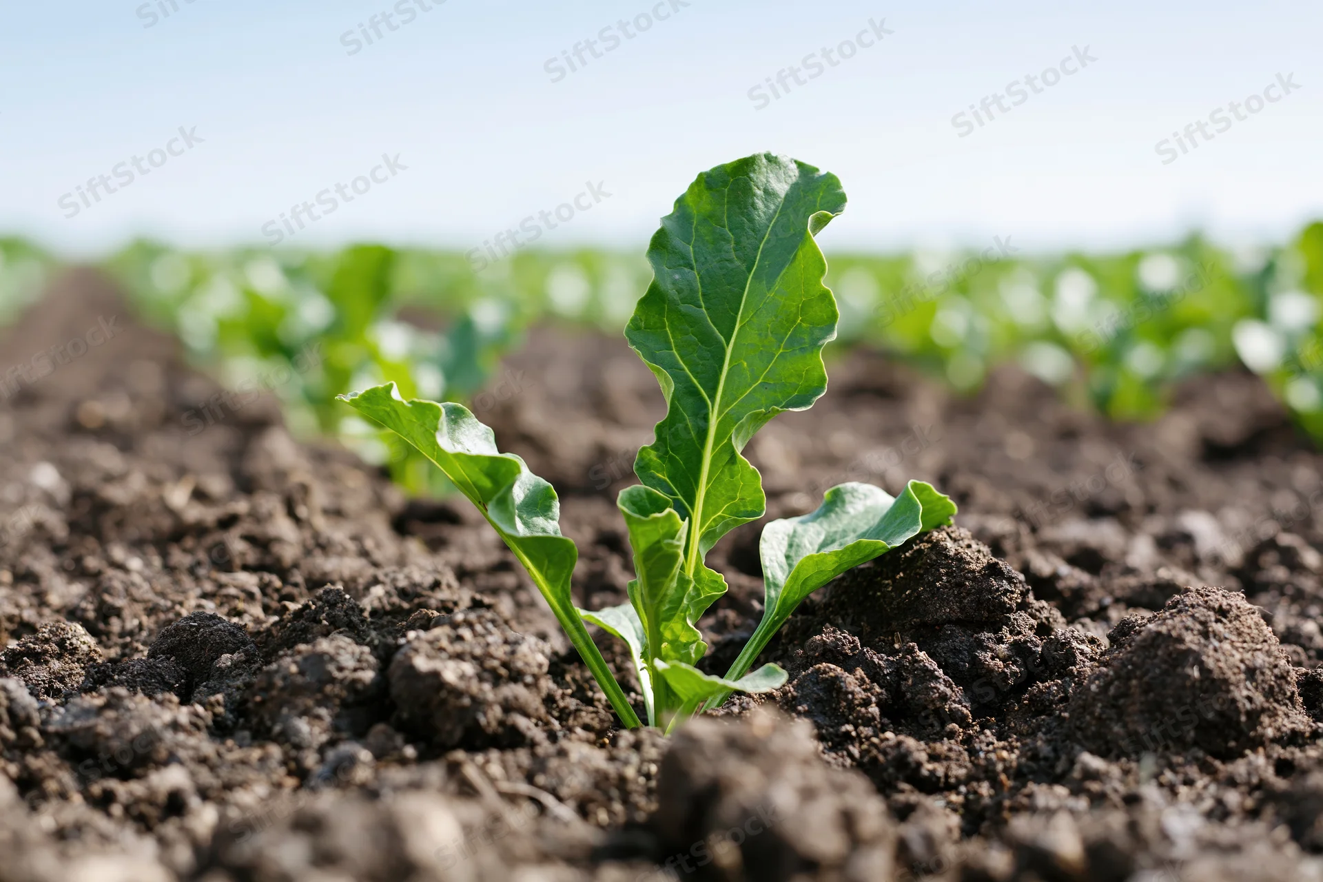 Young sugar beet seedling emerging from dark tilled soil in a field