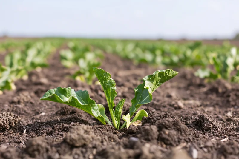 Young sugar beet seedling emerging from dark tilled soil in a cultivated field row